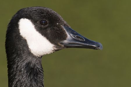 canadian goose's face with a green backgroundの写真素材