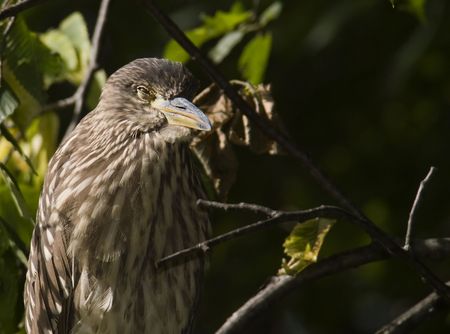 Black-crowned Night-Heron juvenile into the forestの写真素材