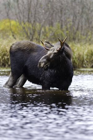 Beautiful moose male in a river from Quebec Canada. の写真素材
