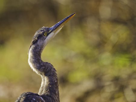 Beautiful great blue heron bird with shallow orange autumn background. Wildlife from canada. 