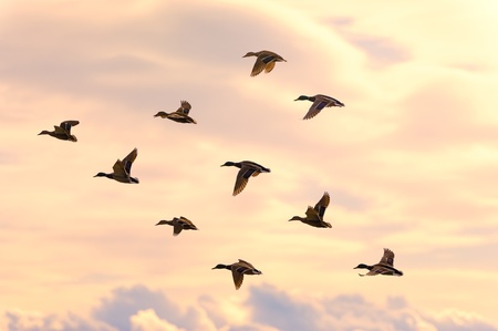 Beautiful duck group flying with soft morning sunrise light. Clouds in the background and warm tone.の写真素材