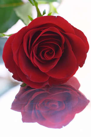 Red rose on a silver tray.の写真素材