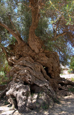 The ancient olive tree at Vouves, Kolimbari, Crete, which has been designated a Natural Monument.の写真素材