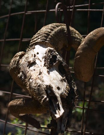 The rotting remains of a sheep's head, tied to a fence as a macabre rural ornament. Shallow focus on the eye socket.の写真素材