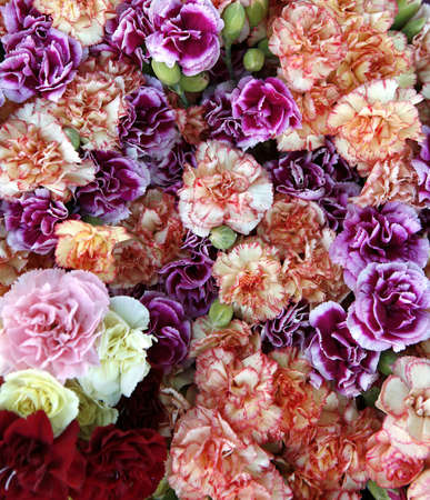 Carnation flowersの写真素材