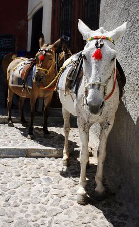 Donkeys waiting in Fira, Santorini, to carry tourists up and down the 1,000ft (300m) high stairs from the harbour.の写真素材