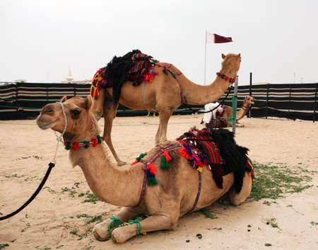 Camels readied for riding in the traditional bedouin style at a compound on the outskirts of Doha, Qatar, during the Cultural Week, 2007.の写真素材