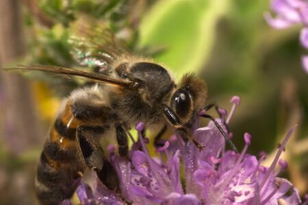 A honeybee feeding on wild thyme (extreme macro with excellent detail)