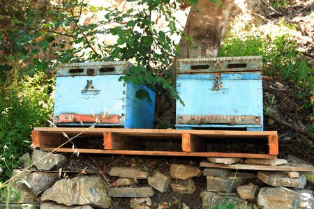 Well-stocked Langstrath-style beehives on a hillside in Crete, Greece. They are kept on pallets for ease of transportation. These have only the deep-body brood chambers, layers of supers with honeycomb will be added as the colony builds up strength.の写真素材