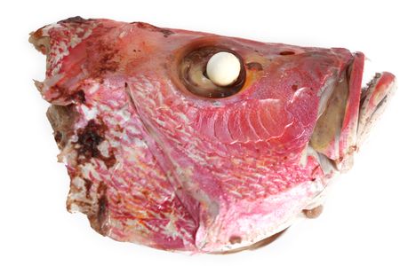 Close-up on the boiled head of a Red Snapper fish.