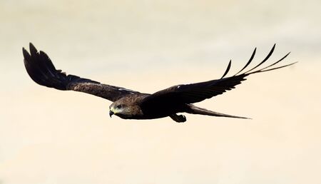 A black kite flying over Varkala beach, Kerala, India, seen side on.
