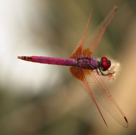 A purple dragonfly, Trithemis aurora, the dropwing aurora or crimson marsh glider, at rest in Doha,...