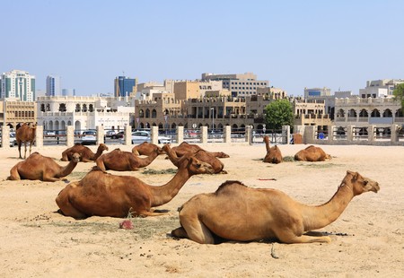 Camels resting in a compound in central Doha, Qatar, with the main souq, Souq Waqif in the background. Logos removed.の写真素材