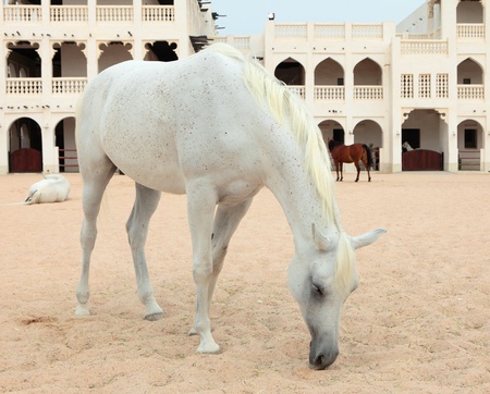 An Arabian horse in a paddock next to luxurious stables in the centre of Doha, Qatar.の写真素材