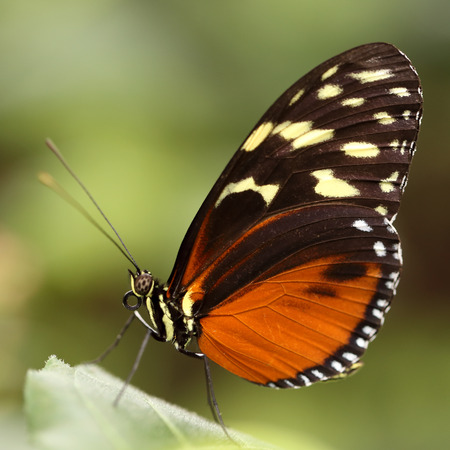 Eueides isabella, or Isabella's Tiger butterfly, a South American and Caribbean tropical species...