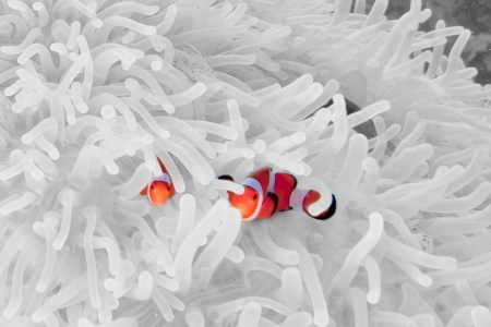 silky clown fishの写真素材