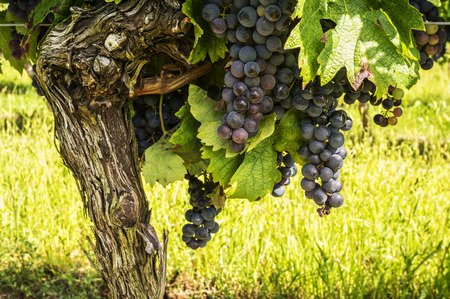 Black grapes for red wine from the vineyards of Villeneuve de Duras, South West France.の写真素材