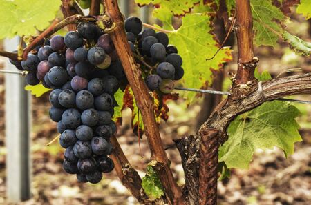 Black grapes ripe and ready for harvest