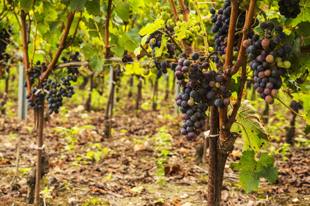 Red wine grapes on the vine in Bordeaux almost ready for harvestの写真素材