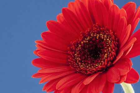 A single  bright red gerbera on a contrasting blue background.の写真素材