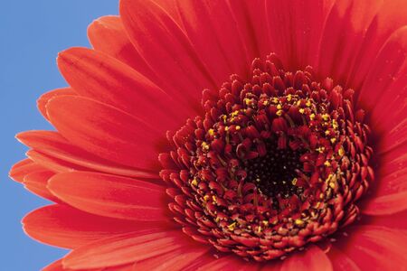 A single red Gerbera isolated on a contrasting pale blue background.の写真素材