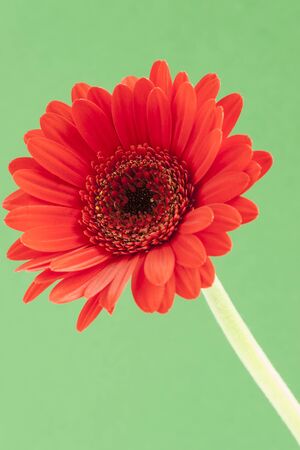 A single red Gerbera isolated on a contrasting bright green background.の写真素材