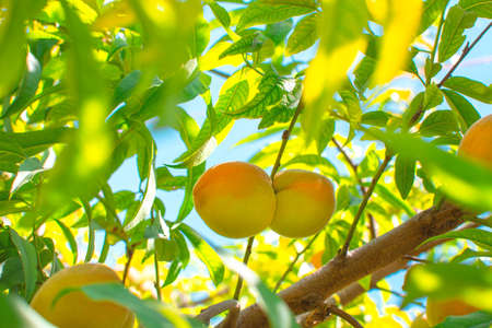 Peaches hanging from a branch of a tree in nature with the blue sky in the backgroundの写真素材