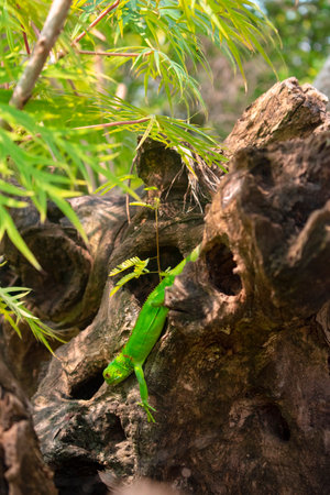 iguana or reptile green color walking on a wooden log in the Mexican jungle