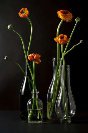 Orange buttercups flowers in glass vase on a black backgroundの写真素材