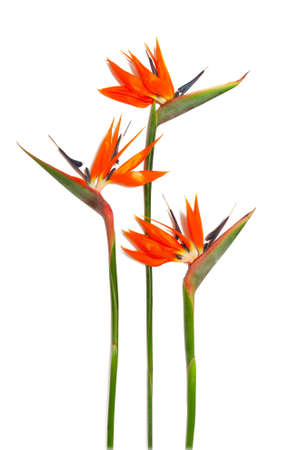 Three bird of paradise blossoms, strelitzia reginae flowers on on a white backgroundの写真素材