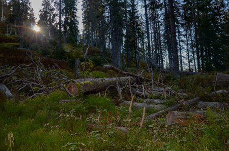 Fallen trees in the forest at sunset.の写真素材
