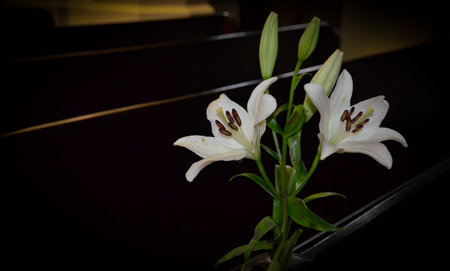 White lily flower on black background. Shallow depth of field.の写真素材