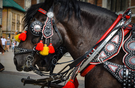 Horse harnessed to a carriage in Krakow, Polandの写真素材