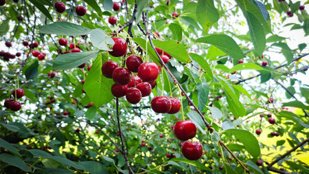 Ripe red cherries on the branches of a cherry tree.