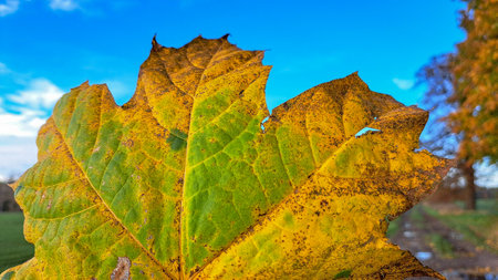Autumn leaf on a background of blue sky. Autumn landscape.の写真素材