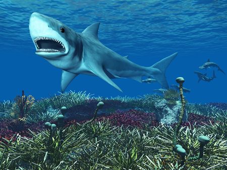 A Great White Shark Swimming Underwater With Hammerhead Sharks In The Background の素材 Fy ストックフォトのamanaimages Plus
