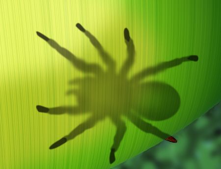 Illustration of a tarantula spider sitting on a translucent leafの写真素材