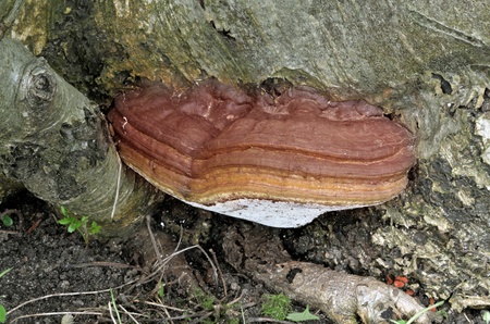 Imposing Artists Fungus growing at the foot of a tree