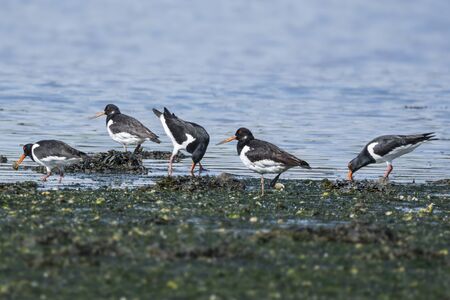 Group of oystercatchers feeding along the shorelineの写真素材