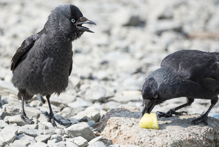 Two jackdaw birds fighting over a chunk of pineappleの写真素材