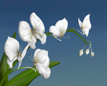 Surreal orchid composed of delicate white butterfliesの写真素材