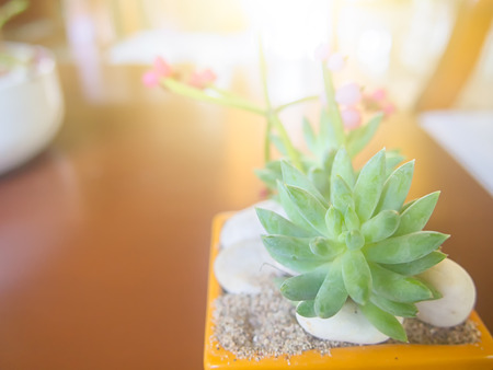 tree pot on table with sun light.の写真素材