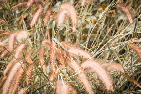 beautiful grass flower background ,selective focus.の写真素材