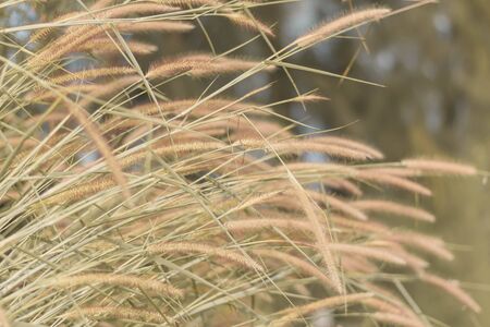 beautiful grass flower background ,selective focus.