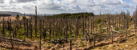 dead and dying trees in the forest global warming issuesの写真素材