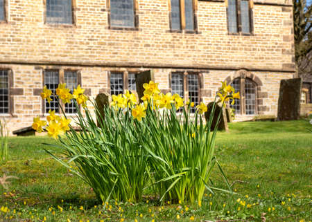 daffodils in the spring sunshine in a english country villageの写真素材