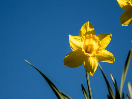 spring time yellow daffodil against a blue sky copy spaceの写真素材