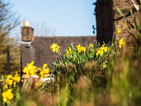 daffodils in the English village shallow focusの写真素材
