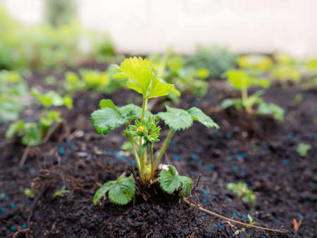 young strawberry plant in the garden boarder about to flower in the springの写真素材