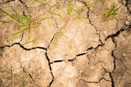 global warming issues lack of rain causing dry cracked earth difficult for plants struggling to growの写真素材